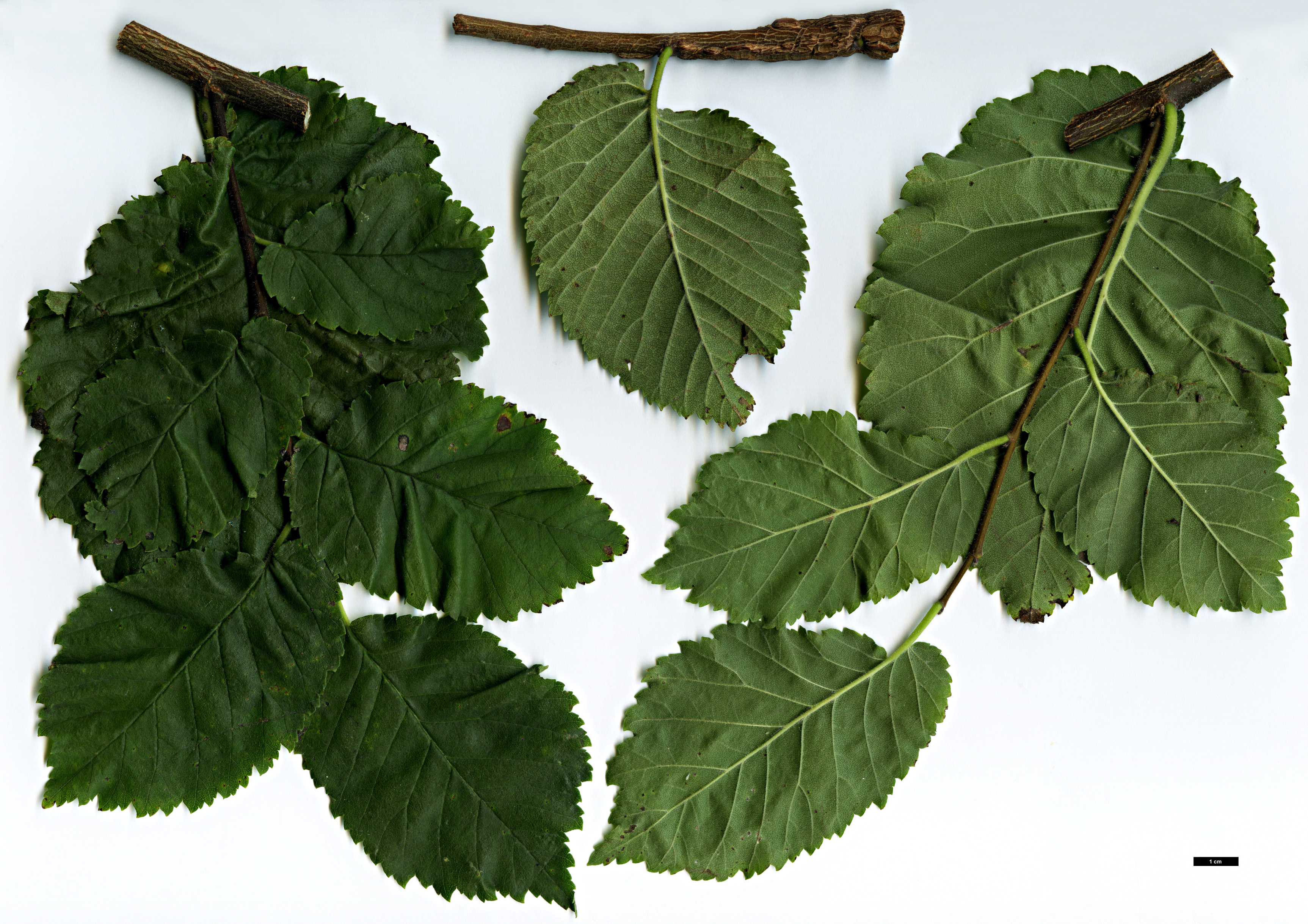 High resolution image: Family: Ulmaceae - Genus: Ulmus - Taxon: ×hollandica - SpeciesSub: 'Dauvessei' (U.glabra × U.minor)